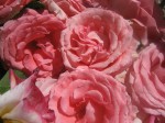 Rose Petal Preserves 1